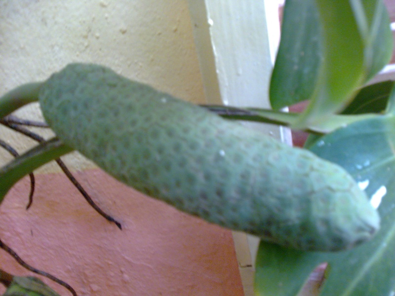 Philodendron-une plante facile à entretenir (variétés, floraison, fruit) Photo013