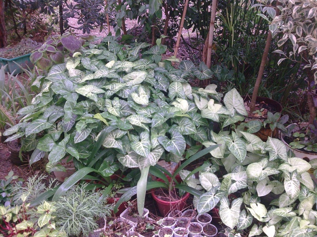 LE SYNGONIUM- Patte-d'oie- une plante merveilleuse pour nos intérieurs Photo031