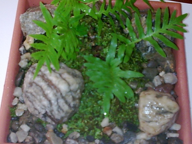 terrarium - LES TERRARIUMS..... Photo033