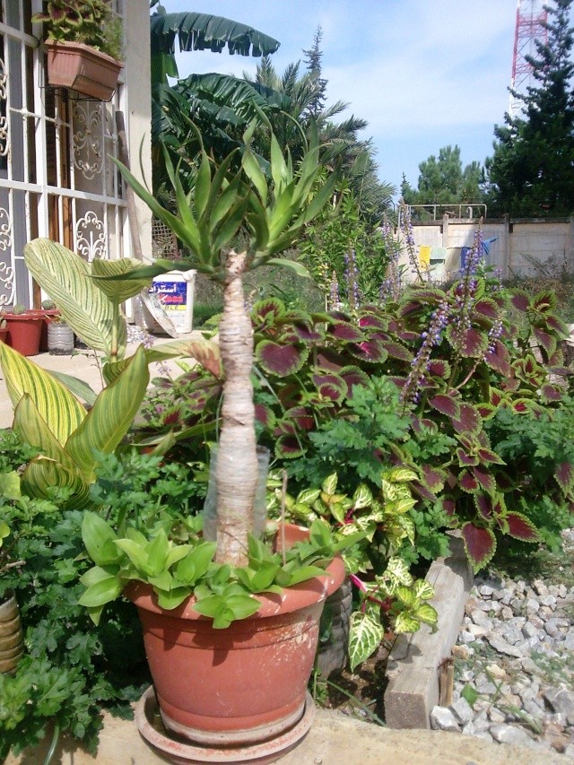 Bouturage du Yucca.... Photo041