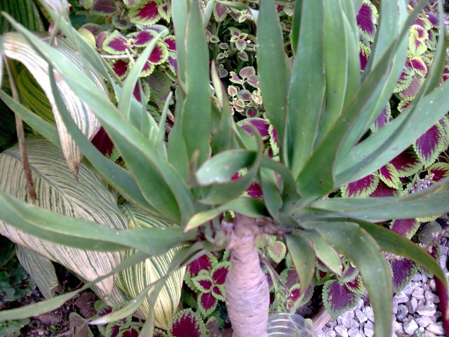 Bouturage du Yucca.... Photo042