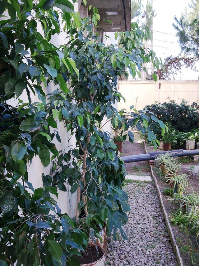 Le ficus, une plante relativement facile d’entretien. Culture, variétés, soins. Photo043