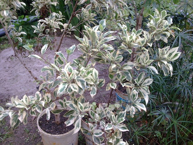 Le ficus, une plante relativement facile d’entretien. Culture, variétés, soins. Photo045