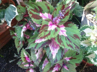 Le Coleus Photo049