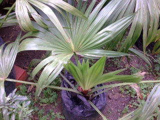 Livistona chinensis  - une beauté tropicale pour nos jardins Photo052
