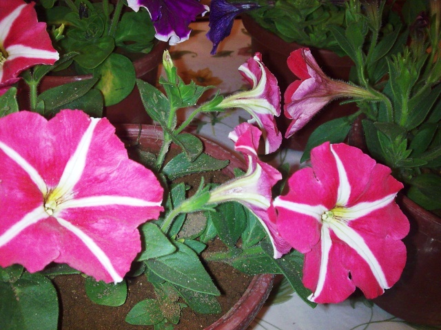 pétunia hybride-une cascade de couleurs dans nos balcons Photo055