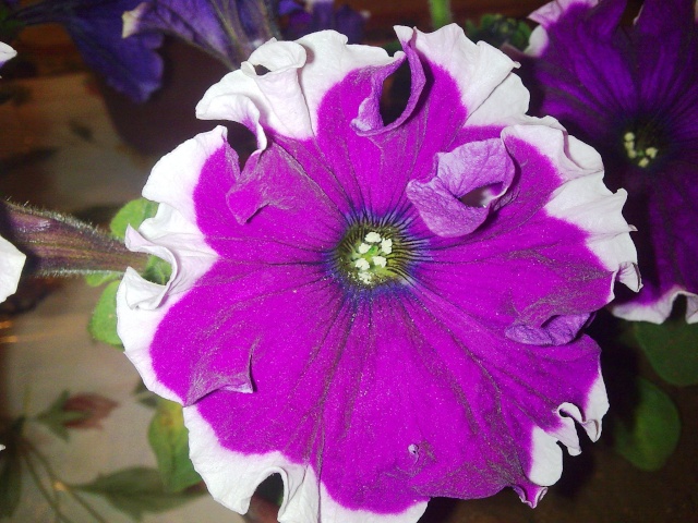 pétunia hybride-une cascade  de couleurs dans nos balcons  Photo058