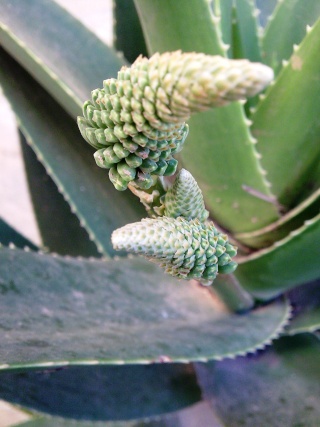 L'aloès véra et les plantes cailloux Photo118