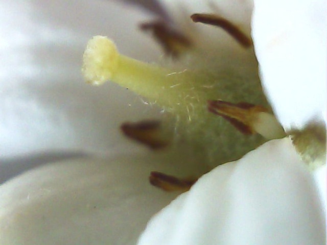 Pittosporum- un vert tendre  et une belle floraison Pit2310