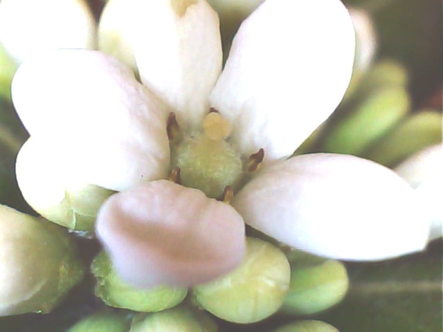 Pittosporum- un vert tendre et une belle floraison Pit610