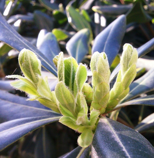 Pittosporum- un vert tendre et une belle floraison Pittos10