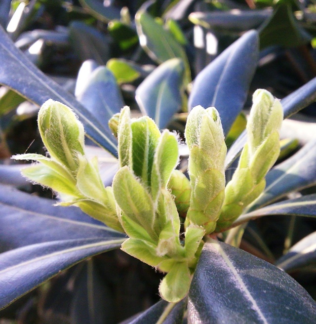 Pittosporum- un vert tendre  et une belle floraison Pittos10