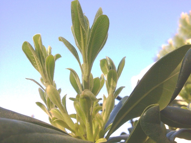 Pittosporum- un vert tendre  et une belle floraison Pittos11