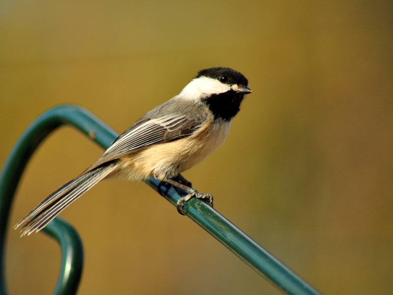 Un petit visiteur bien sage. Dsc_0041