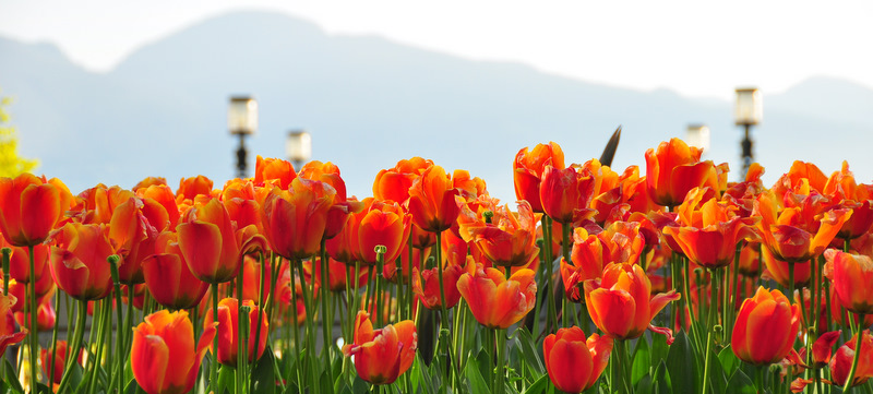 Quelques tulipes de Vancouver Dsc_0052