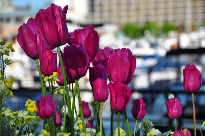 Quelques tulipes de Vancouver Dsc_0054