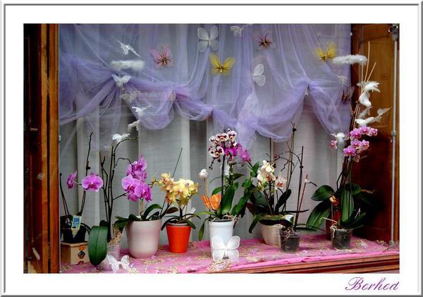 mes orchidées - Page 6 Orchid10