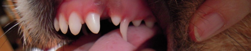 denti - Dubbio denti doppi... Dscn0910