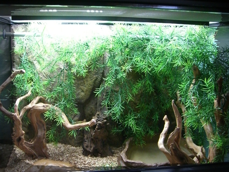 Terrarium pour mon Pantherophis Guttatus Anerythristique Type A ! Cimg4418