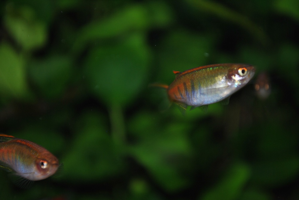 Danio choprae 1210