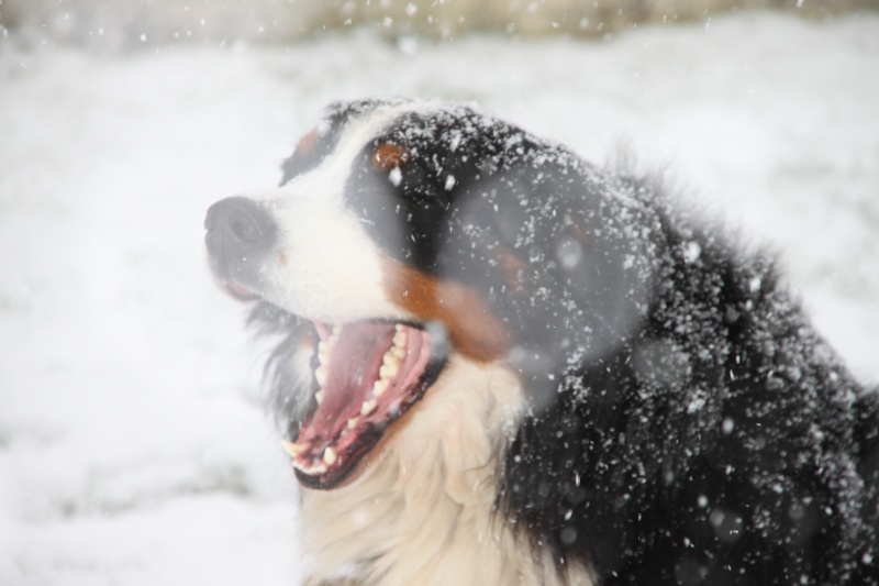 Concours photos: votre boubous en hiver Cheap10