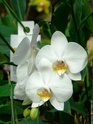 Gage n°3 - Sorcière Mélusine Orchid10