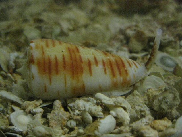 Conus (Phasmoconus) goudeyi   Monnier & Limpalaër, 2012 Cones_18