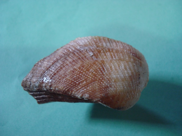 Arca ventricosa Lamarck, 1819  Dsc06012