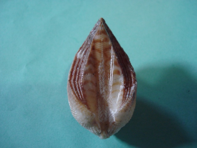 Arca ventricosa Lamarck, 1819  Dsc06014
