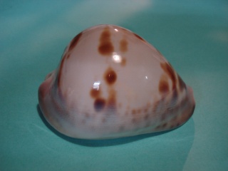 Zoila venusta roseopunctata - L. Raybaudi, 1985 Dsc06022