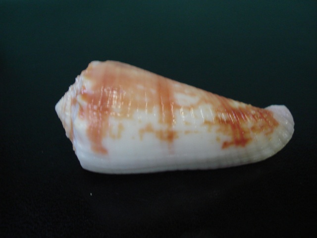 Conus (Phasmoconus) merleti  (Mayissian, 1974) voir Conus (Phasmoconus) moluccensis Dsc06110