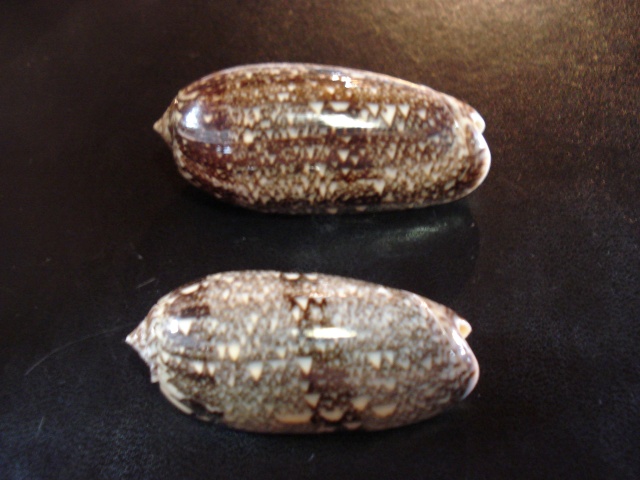 Miniaceoliva sericea  (Röding, 1798) - Worms = Oliva sericea (Röding, 1798) Dsc06153
