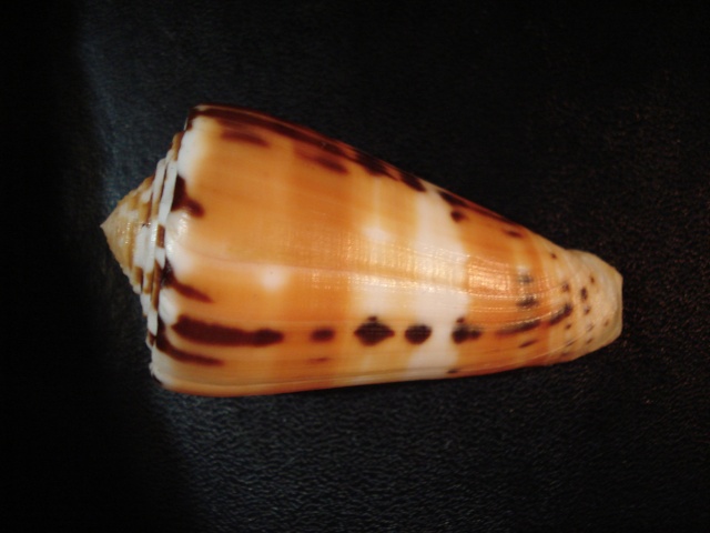 Conus (Pionoconus) barthelemyi  Bernardi, 1861 Dsc06230