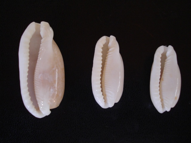 Les Cypraeas sub-fossiles Dsc06357