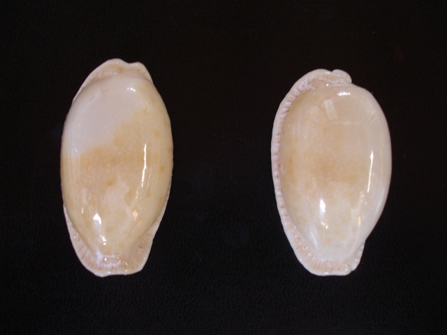 Les Cypraeas sub-fossiles Dsc06358