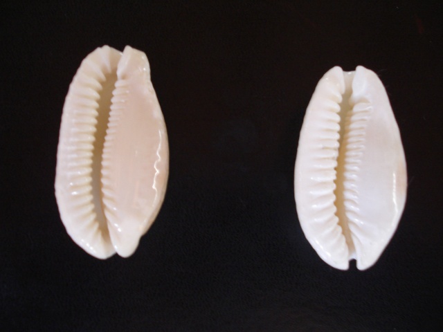 Les Cypraeas sub-fossiles Dsc06359