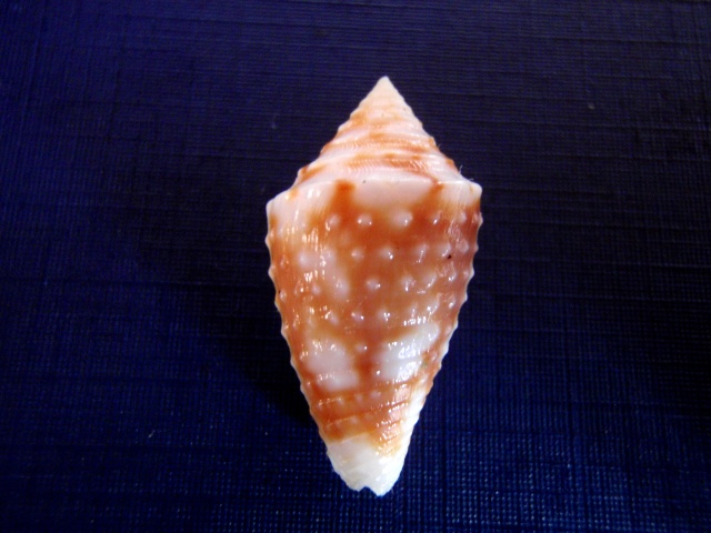 Conasprella (Ximeniconus) jaspidea  (Gmelin, 1791) P3010024