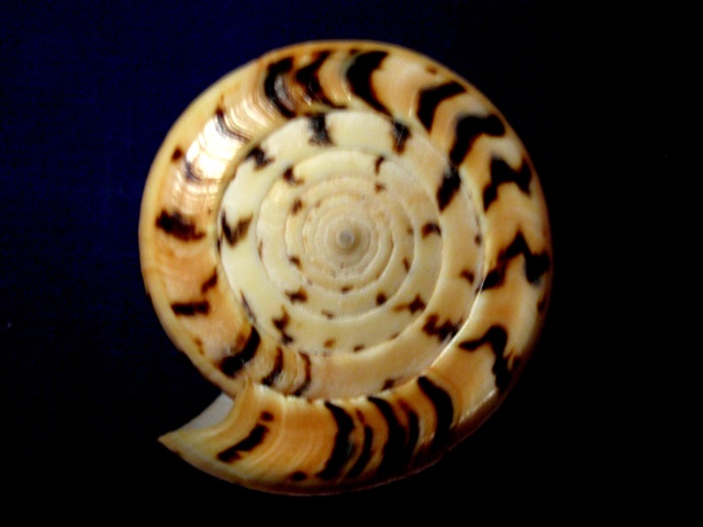 Conus (Dendroconus) suratensis  Hwass in Bruguière, 1792 P3030012