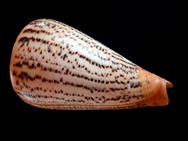 Conus (Dendroconus) suratensis  Hwass in Bruguière, 1792 P3040010