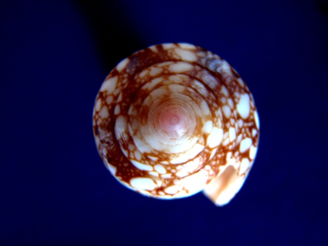 Conus (Darioconus) omaria Hwass in Bruguière, 1792 P3120010