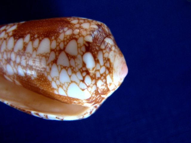 Conus (Darioconus) omaria Hwass in Bruguière, 1792 P3120011