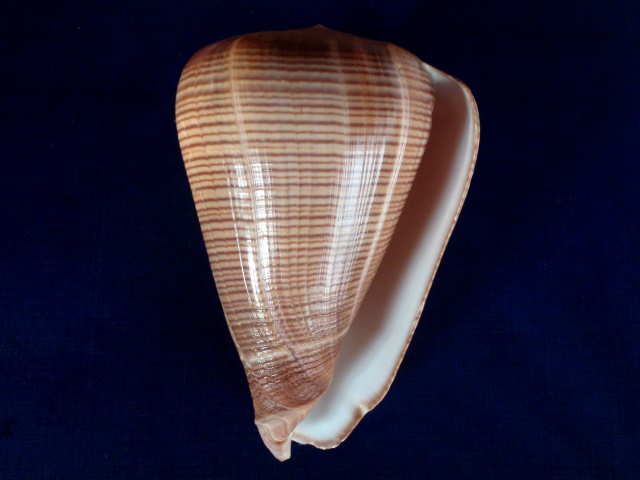 Conus (Dendroconus) figulinus   Linnaeus, 1758 P3180012