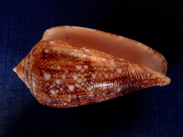 Conus (Cylinder) canonicus textilinus   Kiener, 1845  P3180015