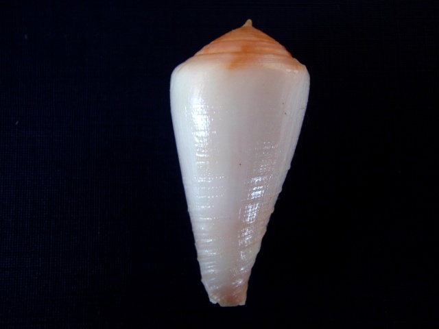 Conus (Rhizoconus) pertusus  Hwass in Bruguière, 1792 P3250010