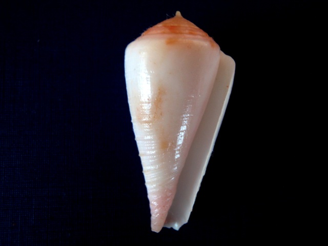 Conus (Rhizoconus) pertusus  Hwass in Bruguière, 1792 P3250011