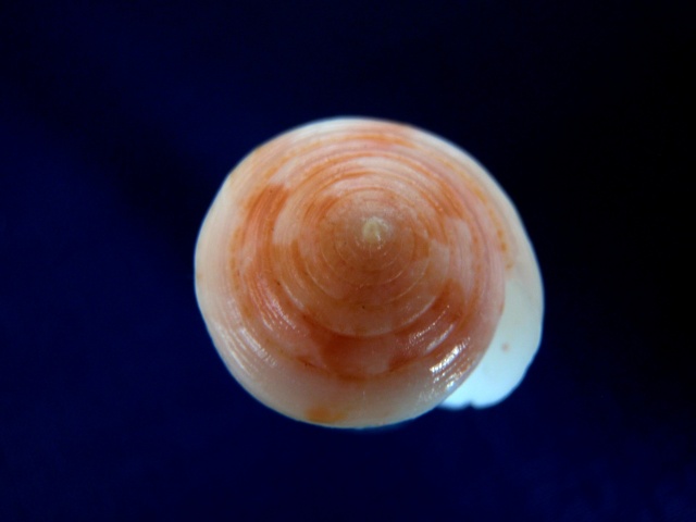Conus (Rhizoconus) pertusus Hwass in Bruguière, 1792 P3250012
