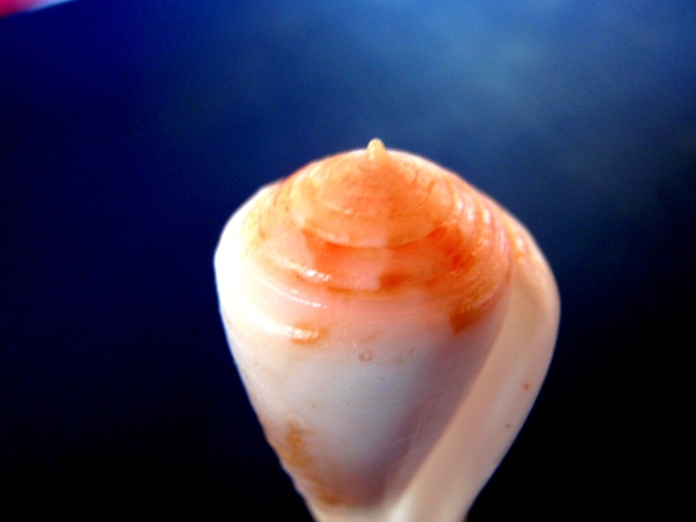 Conus (Rhizoconus) pertusus Hwass in Bruguière, 1792 P3250013