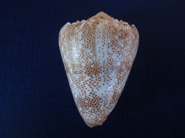 Conus (Puncticulis) aequipunctatus  (Dautzenberg, 1937) voir arenatus P3270010
