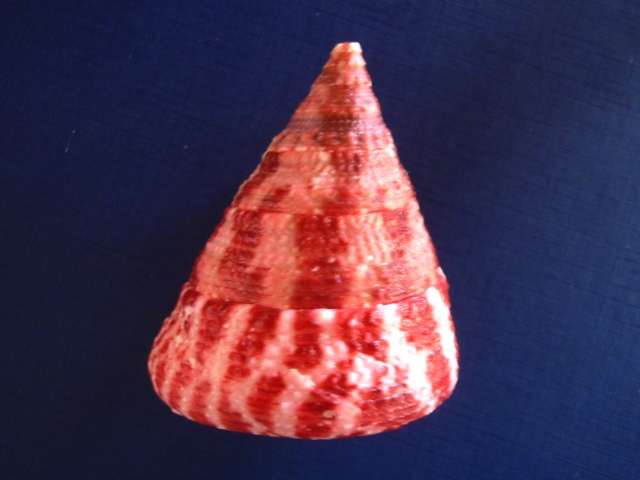 Rochia conus (Gmelin, 1791) P3310010
