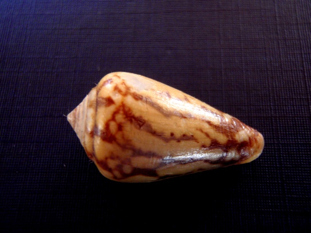 Conus (Lautoconus) allaryi  Bozzetti, 2008 P4020016